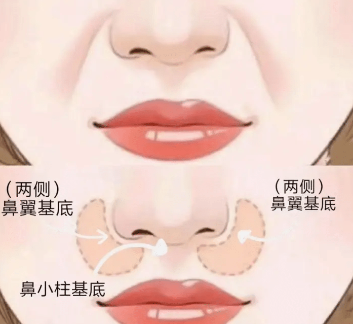 鼻基底